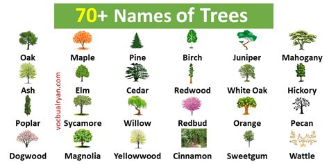 70 Trees Names In English With Pictures Vocabularyan