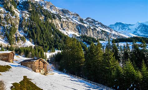 Fondos De Pantalla Suiza Montañas Invierno Alpes Picea Nieve Naturaleza