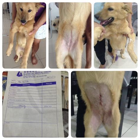 Spaying Subsidy For 2 Female Dogs Tan Mei Lians Animalcare