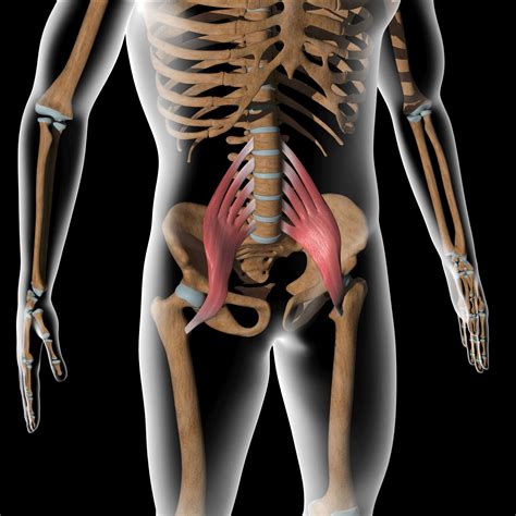 Acupuncture For Psoas Trigger Points — Morningside Acupuncture Nyc