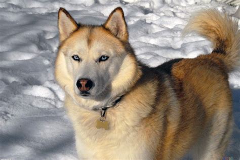The Siberian Husky Fun Animals Wiki Videos Pictures Stories