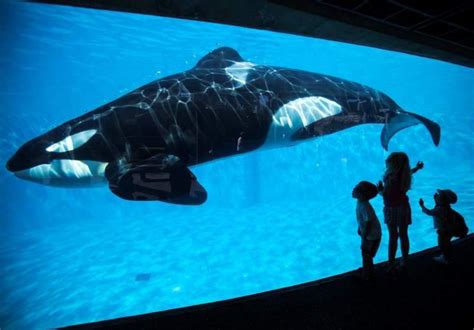 Seaworld To End Controversial Orca Breeding Program The Gazette