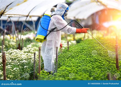 Sprayed Fertilizer On The Flower Farms Stock Photo Image Of Gardening
