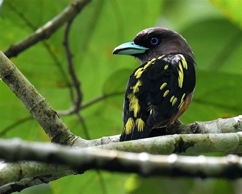 The Life Journey In Photography Banded Broadbill Sungai Congkak