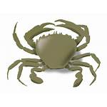 Clipart Crab Clip Crabs Vector Drawing Chilli