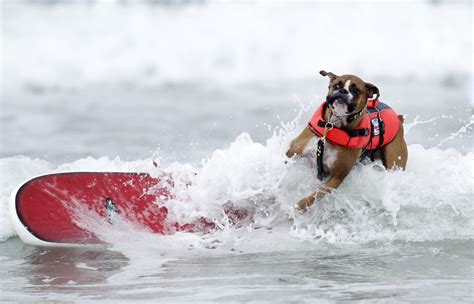 Dog Surfing Canines Hang Ten At 7th Annual Loews Coronado