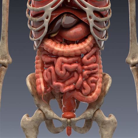 The group of organs, cells, and hormones working together from the formation of female gamete, ova, to the parturition is the female reproductive system. Anatomy Of Internal Organs Female / Human Body Internal Organs - Anatomy 3d model - CGStudio ...