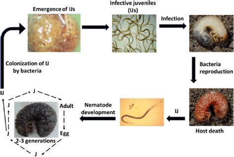 Generalized Life Cycle Of Entomopathogenic Nematodes Download