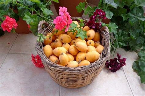 13 Incredible Health Benefits Of Loquat Fruit For Skin And