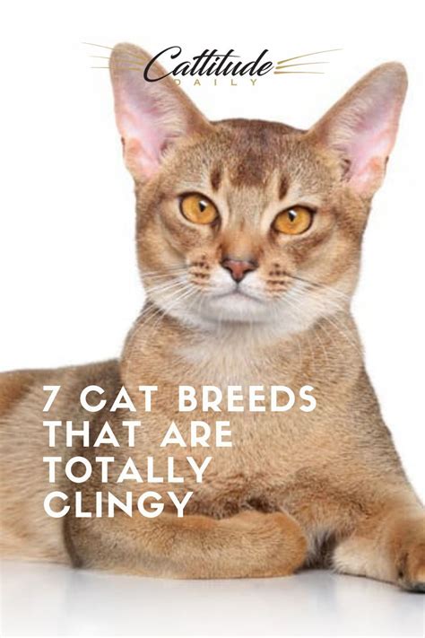 Seven Cat Breeds That Are Totally Clingy Cat Breeds Cat Breeds