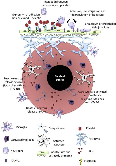 Perinatal stroke is a leading cause of cerebral palsy and may also cause other complications and symptoms. Post-stroke inflammation. Mechanisms of post-stroke ...