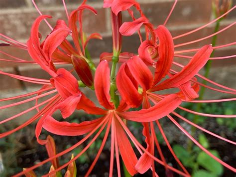 Red Spider Lily Bulb Lycoris Radiata Equinox Flower 5 Pcs Live Bulb