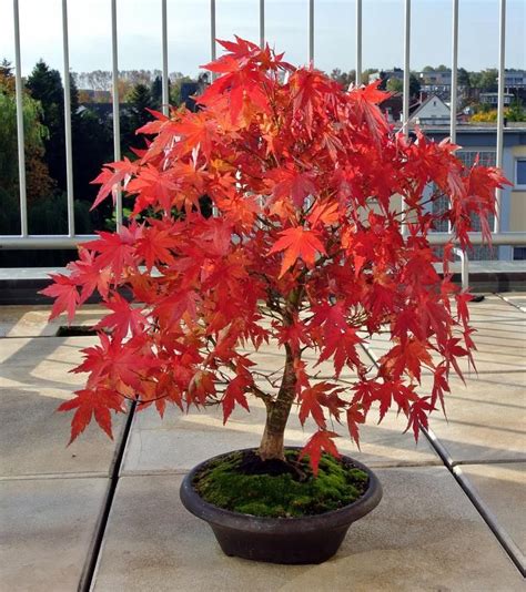 Acer Rubrum Red Maple Ornamental Bonsai Tree Rare 10 Seeds In