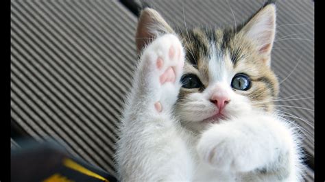 유튜브 귀여운 웃긴 고양이 Kawaii 고양이 바탕 화면 1280x720 Wallpapertip