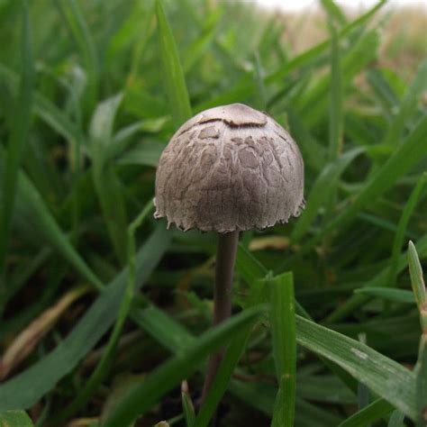Small Brown Mushroom In Grass On Stuffed Mushrooms