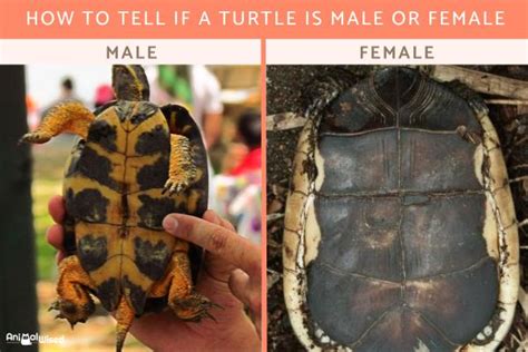 How To Tell If A Turtle Is Male Or Female Turtle Sexing