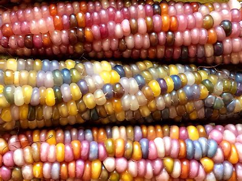 This All Natural Native Corn Is Bejeweled With Brilliantly Colorful Kernels