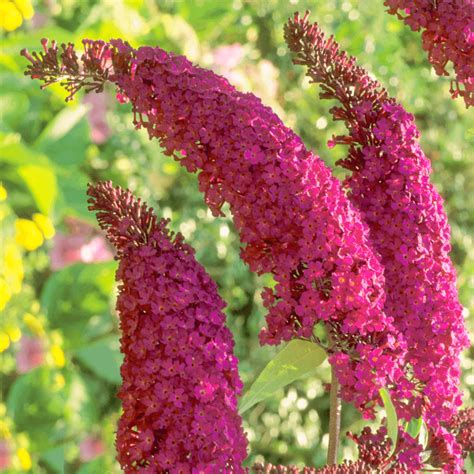 Buddleja Davidii Royal Red Butterfly Bush Gardenersdream