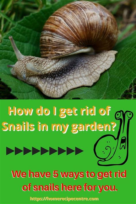 If you just do it from one side, you risk breaking the roots and leaving some of them in the ground. How do I get rid of Slugs and Snails in my garden ...