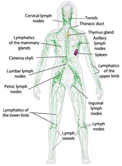 Lymph System Simplified Lymphatic System Thoracic Duct Lymph Vessels