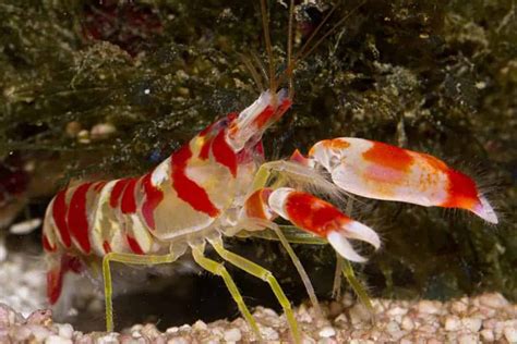 Are Pistol Shrimp Reef Safe Top Exciting Truths About Pistol Shrimp