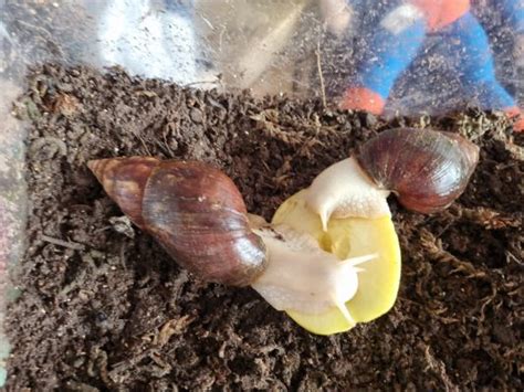 Albino Giant African Land Snails Ukpets
