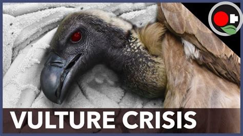 Birds Keep Falling Dead From The Sky At Least 1000 In Missouri 650 Vultures In Guinea Bissau
