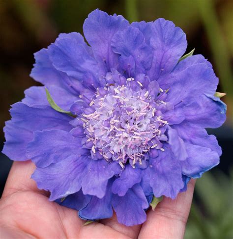Scabiosa Caucasica Fama Blue Pincushion Flower Buy Online At