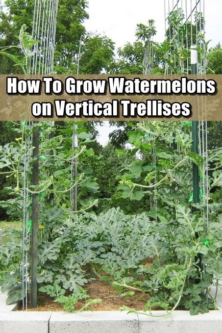 How To Grow Watermelons On Vertical Trellises Shtf Prepping