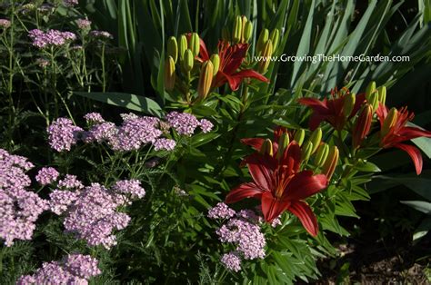 Cool Combos Achillea And Asiatic Lily Growing The Home Garden