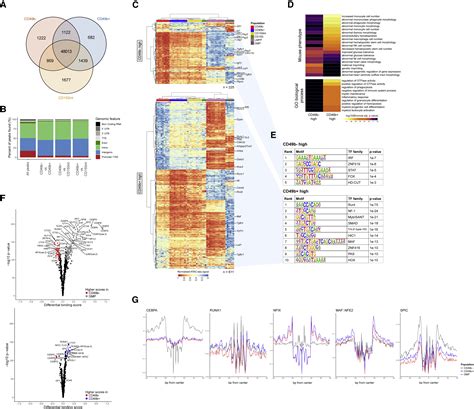 CD49b Identifies Functionally And Epigenetically Distinct Subsets Of