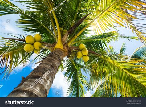 Coconuts Palm Tree Perspective View Floor Stock Photo 200175782