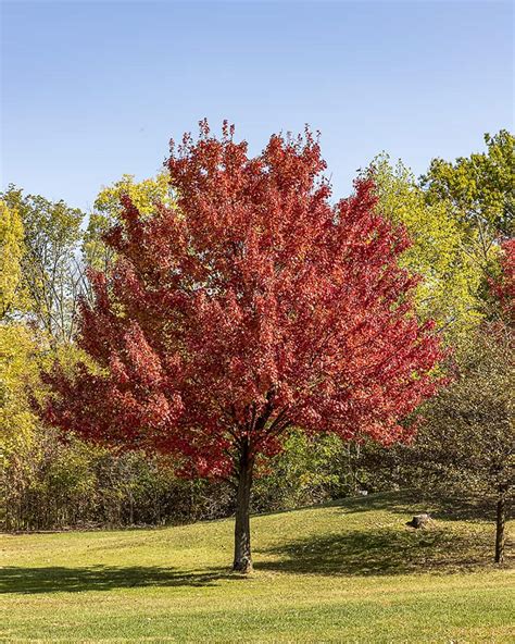 Different Types Of Maple Trees With Pictures