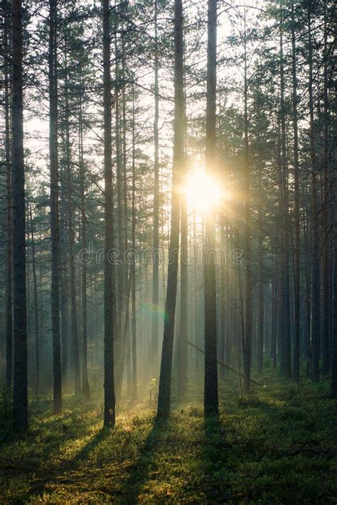 The Rays Of The Morning Sun Pass Through The Pine Forest In The Early