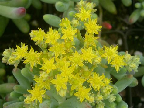 Non mancano nei libri gialli; Pianta Grassa Con Fiori Gialli A Grappolo - Piante da vaso ...