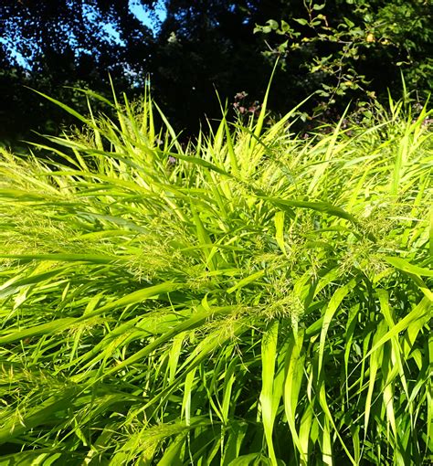 All Gold Japanese Forest Grass Natorps Online Plant Store