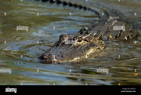 American Alligator Swimming Towards The Bank Stock Photo Alamy