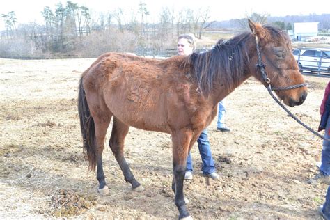 43 Horses Surrendered To Culpeper Animal Control Hopes Legacy Takes