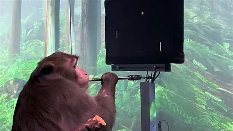 Monkey Plays Pong Video Game With His Mind Using Neuralink Brain