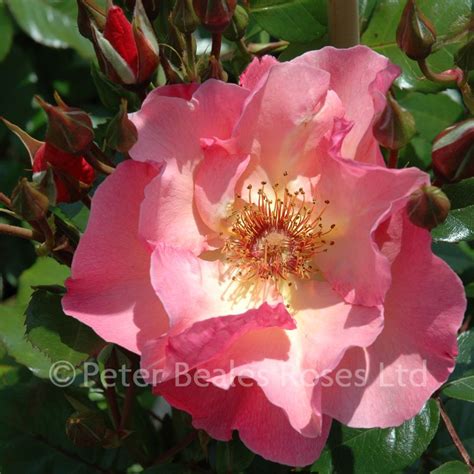 Summer Wine Climbing Rose Peter Beales Roses The World Leaders In