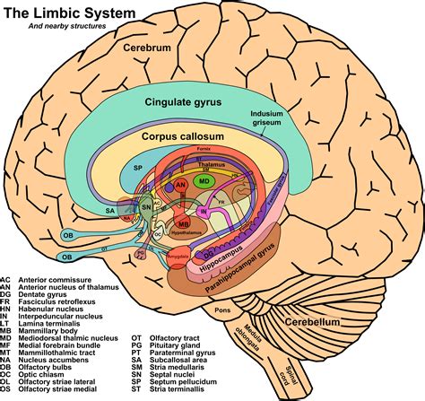 The Limbic System Is Not Just One Part Of The Brain But Contains Many Different Parts Of The