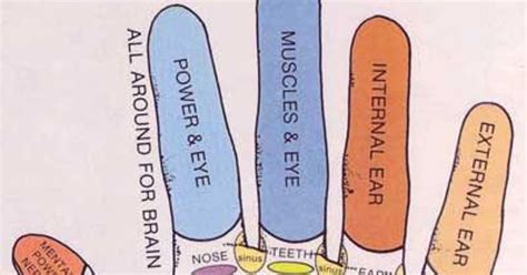 Medical And Health Science Hand Reflexology