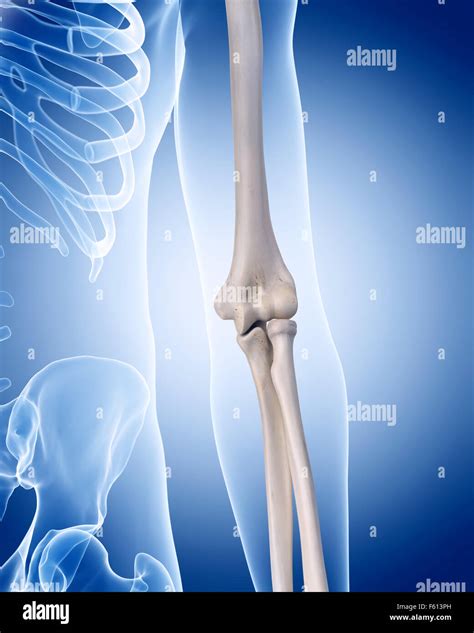 Medically Accurate Illustration Of The Human Skeleton The Elbow Stock