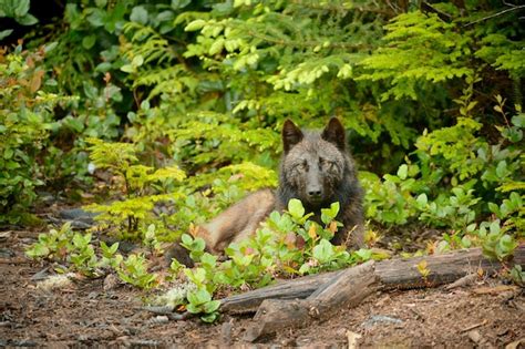 Premium Photo Closeup Of A Vancouver Island Wolf Lying On The Ground