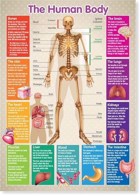 A3 Laminated Human Body Skeleton Educational Poster Buy Online At Best
