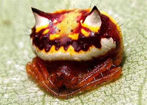 Spiders have been known to exist for a long period of time as they have been used in several african stories and have a great significance in african culture. Two-spined Spider - Poecilopachys australasia