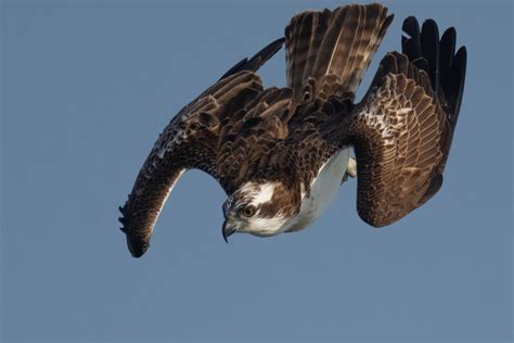 Swooping Osprey Ganref