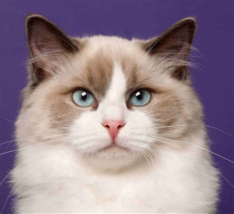 List 91 Pictures Images Of Ragdoll Cats Stunning