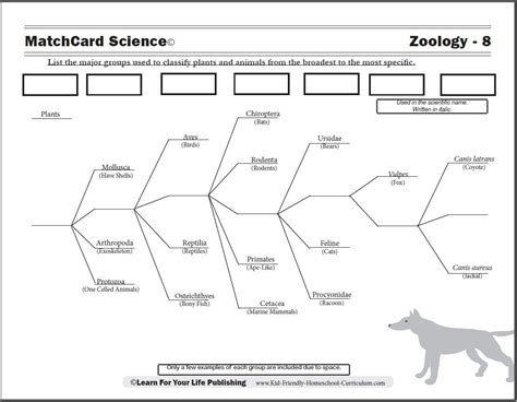 Scientific Classification Worksheet Animal Classification Worksheet