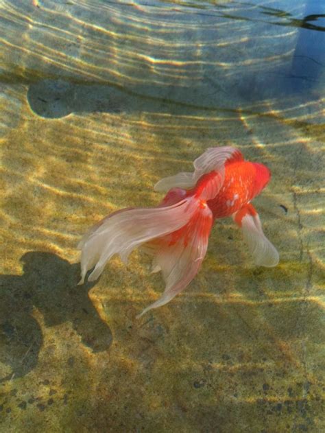 江戸茜 Kingyo Goldfish Nature Aesthetic Cute Animals
